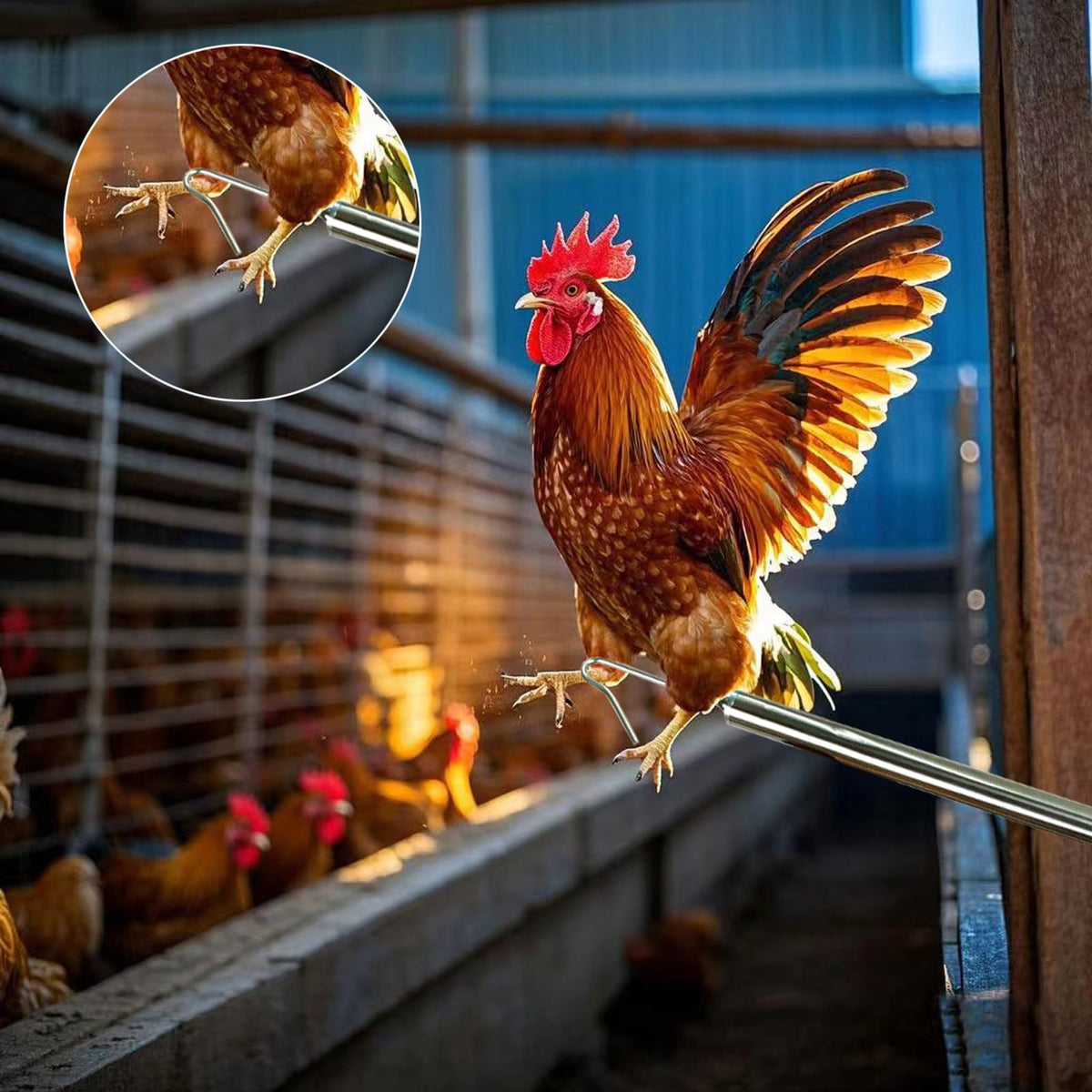 BRZFWLMYDF poultry-leg-hook aids secure, hands-free capture.