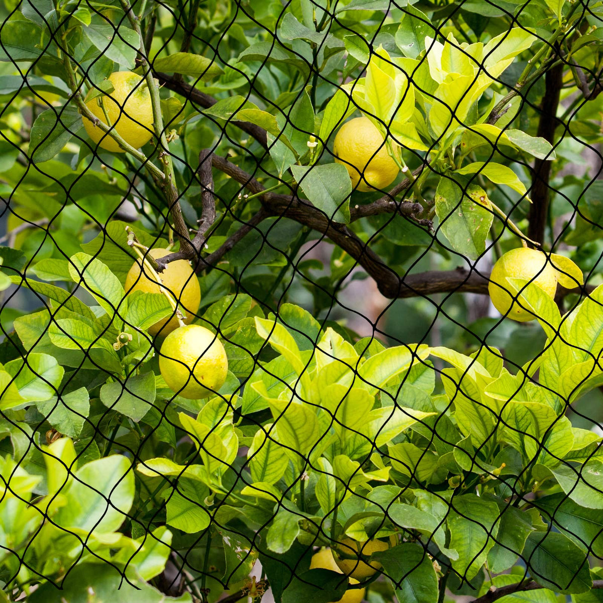 BSTPCOO bird netting physical barrier that protects crops yet remains wildlife friendly