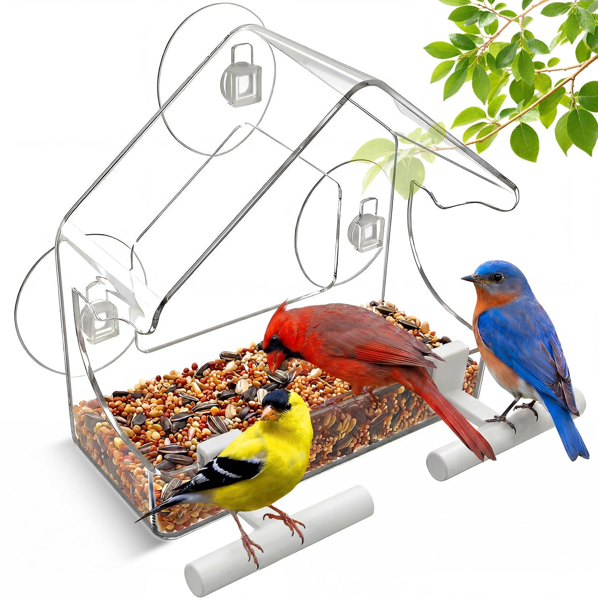 BTFSZ clear window feeder with acrylic body for year-round viewing.