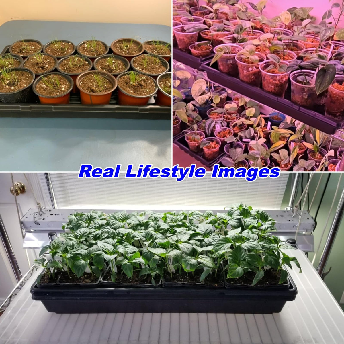 BTPLASTIK 1020 tray used with heating mats and cell inserts for streamlined setup.