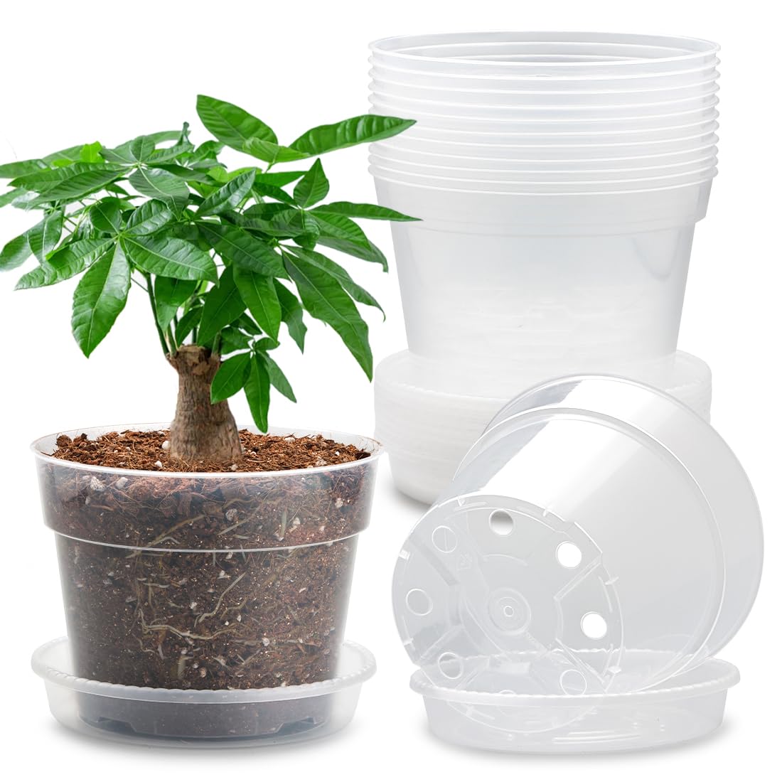BTPLASTIK 7-inch clear nursery pot with saucer showing root visibility for monitoring