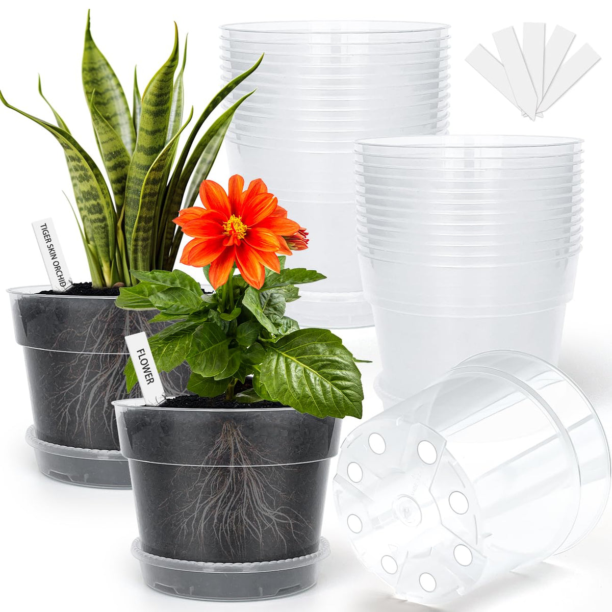 BTPLASTIK clear nursery pot 6-inch with drainage holes for healthy repotting.
