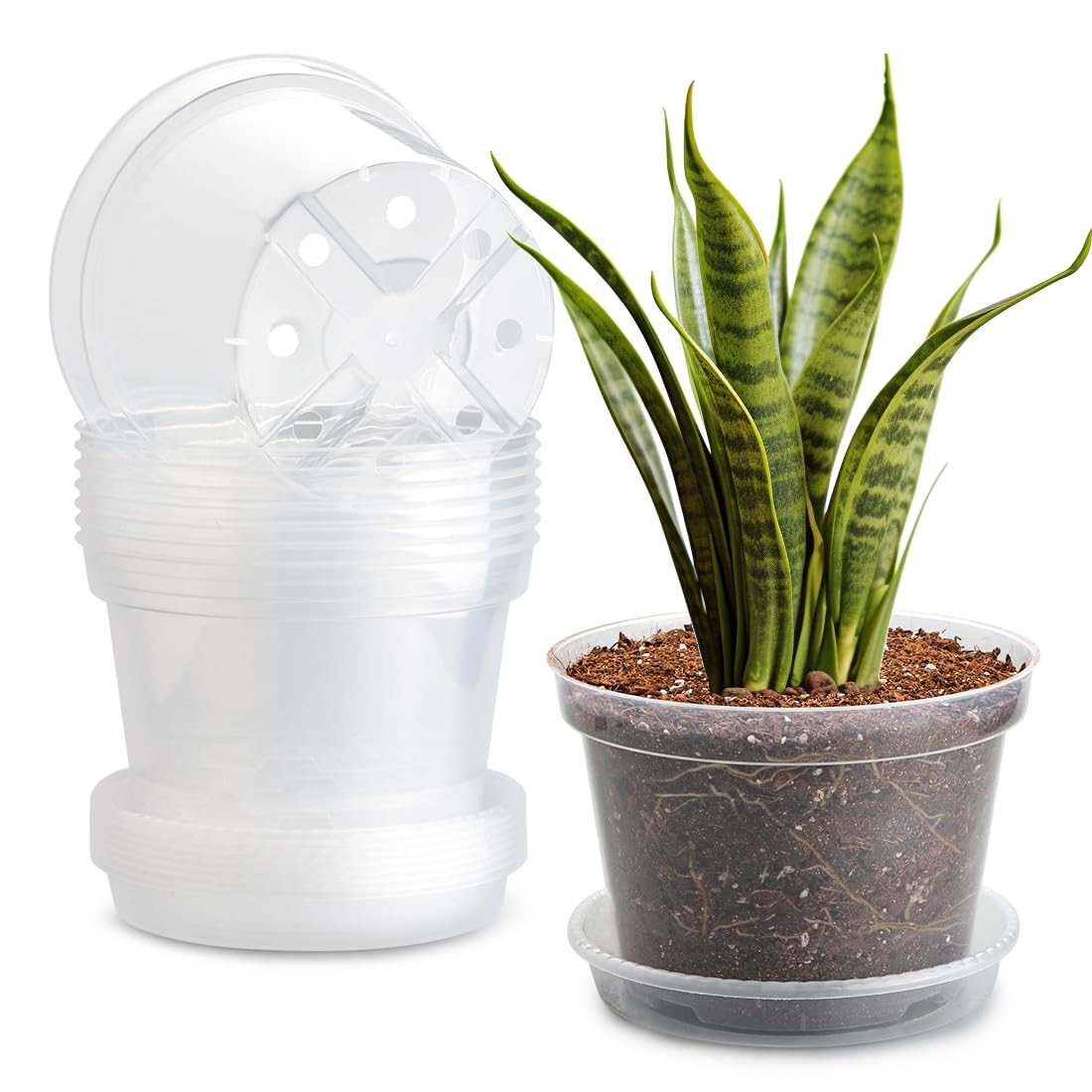 BTPLASTIK clear nursery pot 8inch shows roots for growth monitoring.