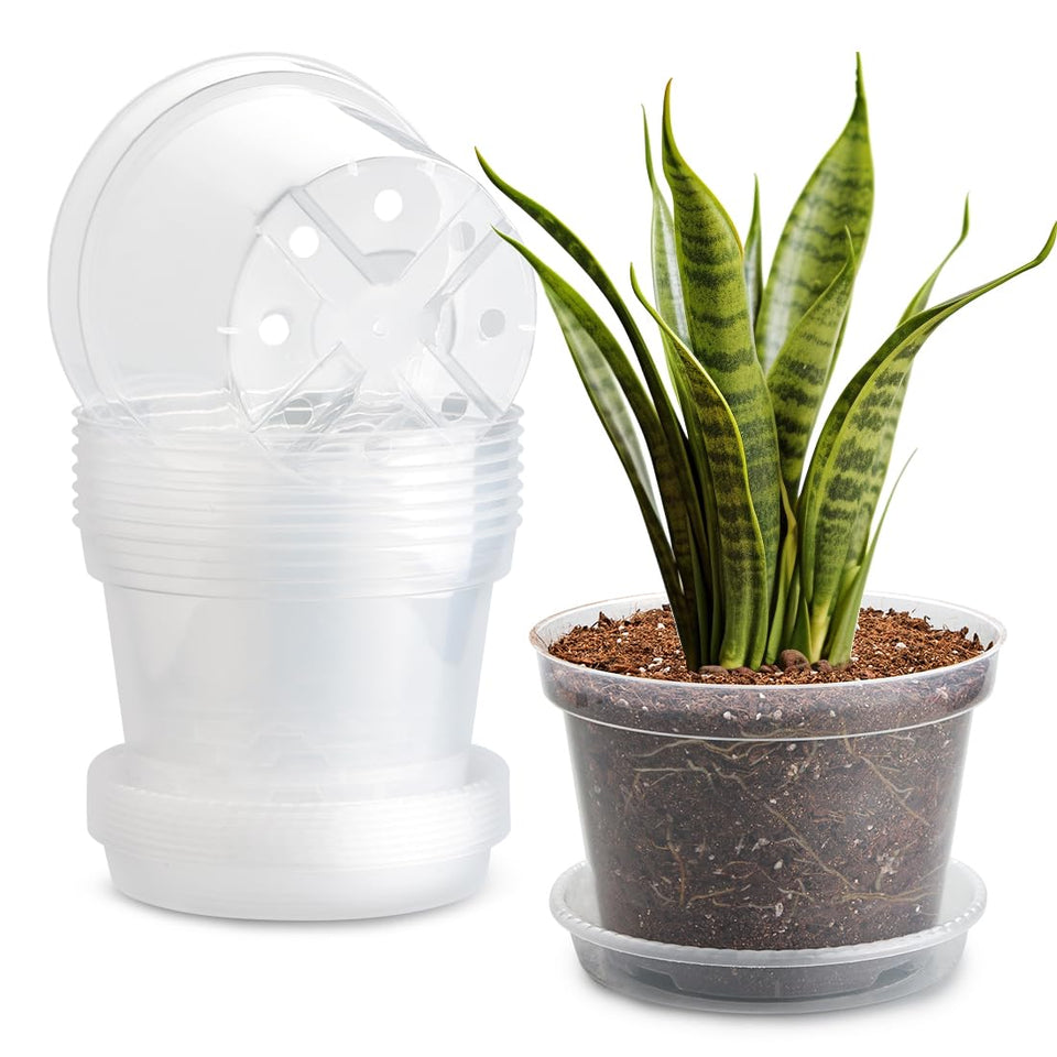 BTPLASTIK clear nursery pot 8inch shows roots for growth monitoring.
