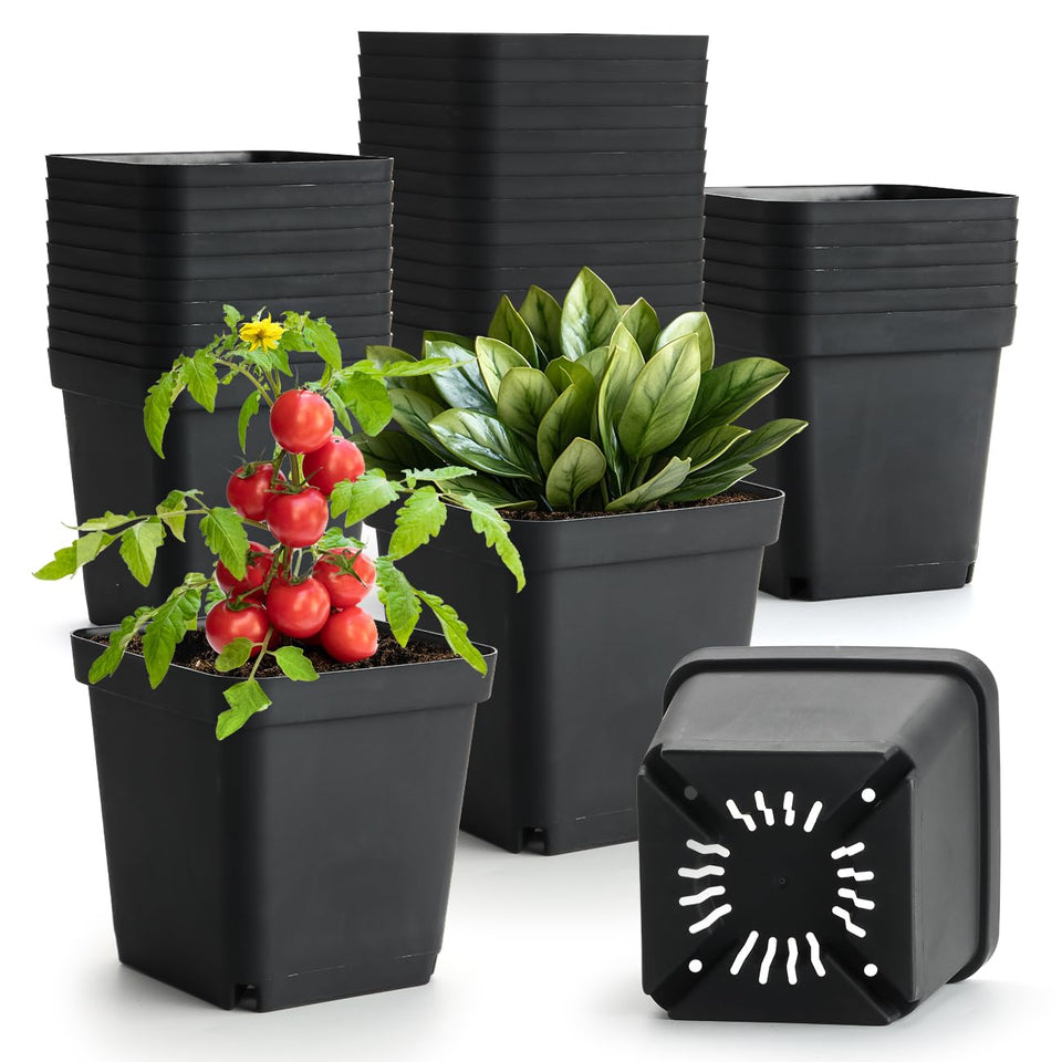 BTPLASTIK square nursery pot 5.5-inch with drainage holes for seedlings.