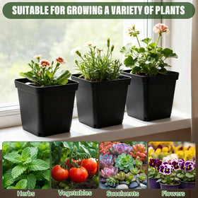 BTPLASTIK square seedling pot with drainage holes supports growth.