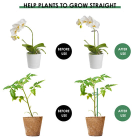 Buaszay single-stem stake kit stabilizes delicate flowers like roses and phalaenopsis