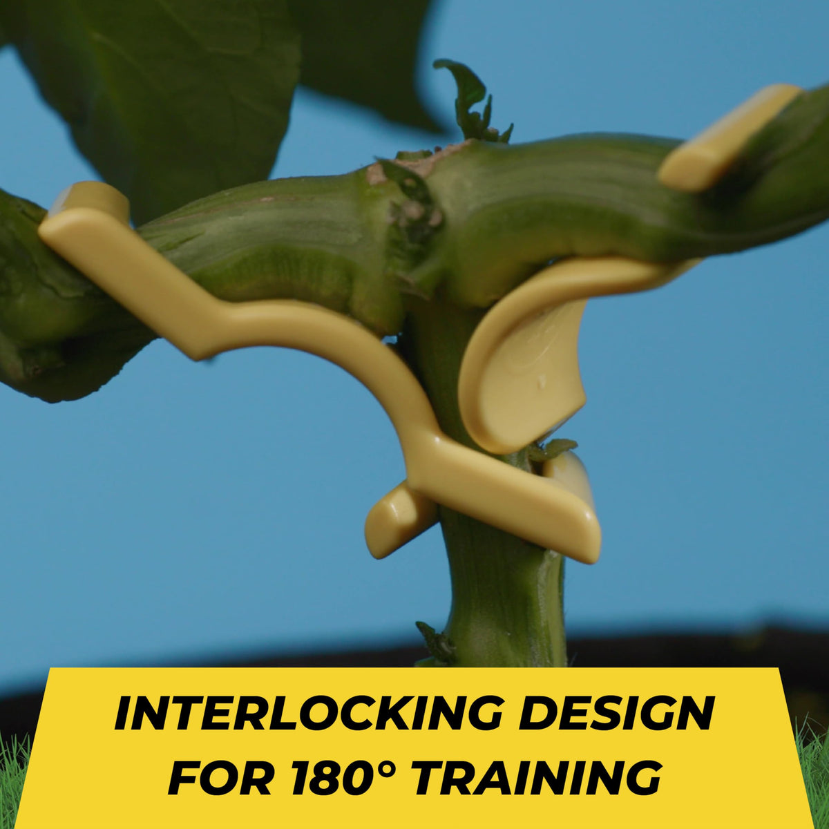 BudTrainer BudClips near canopy illustrating improved light penetration across growth tips.