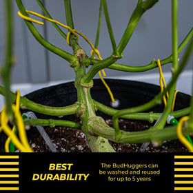 BudTrainer BudHuggers yellow flexible ties ideal for canopy shaping