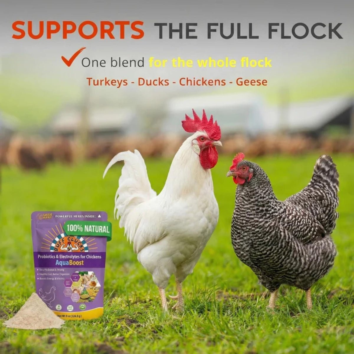 Buff Clucks AquaBoost egg-production-support suggests steady laying benefits