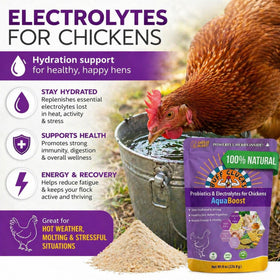 Buff Clucks AquaBoost heat-stress-relief aids birds in hot weather
