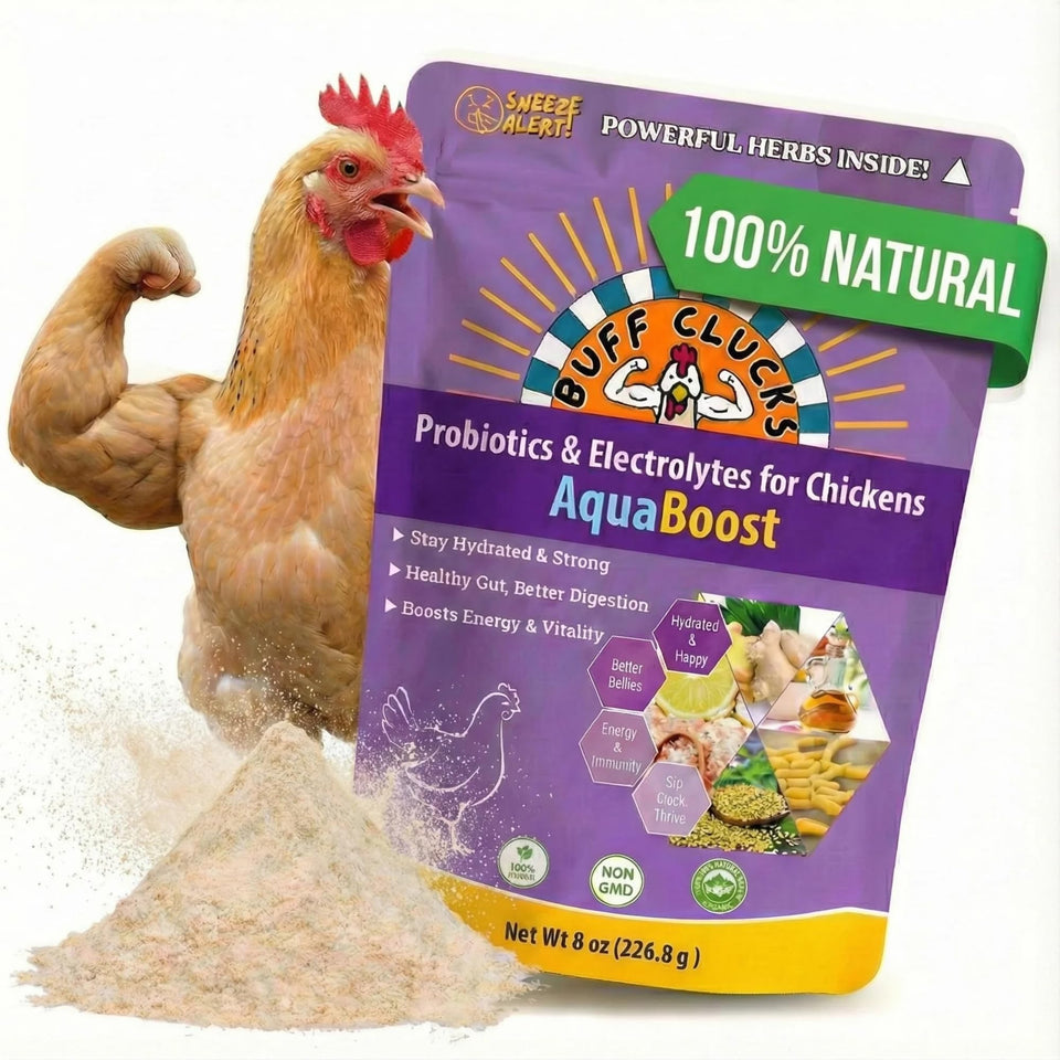Buff Clucks AquaBoost bottle pour shows easy hydration for a healthy flock