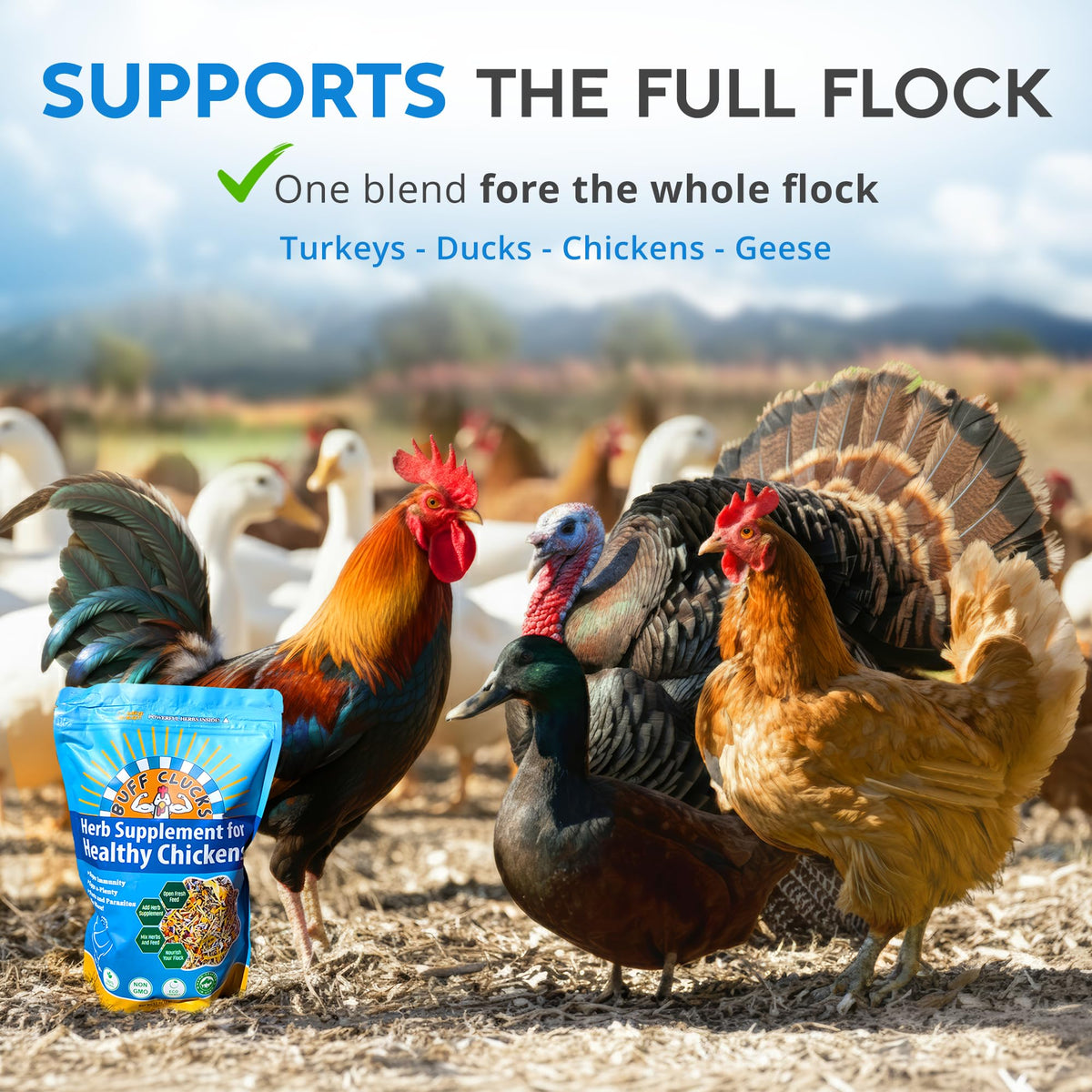 Buff Clucks promotes feather quality and egg production potential.