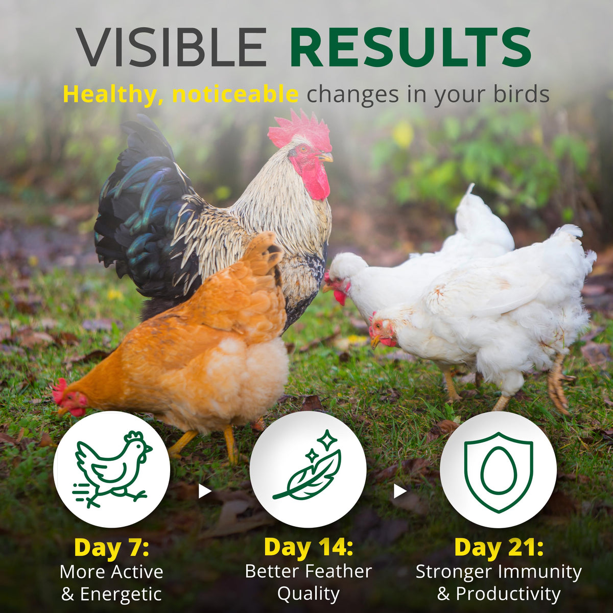Buff Clucks neem-cinnamon-lemongrass blend close-up highlights natural ingredients.
