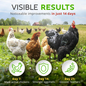 Buff Clucks blend of oregano, basil, garlic for poultry nutrition.