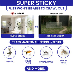 BugBane clear window fly traps indoors blend with decor while trapping flies quietly.