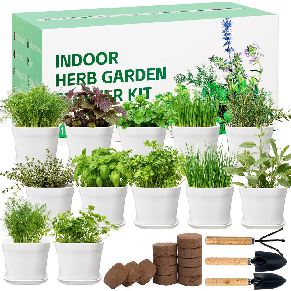 BuggyBeds 12-herb kit unboxed on a kitchen windowsill for fresh herbs.