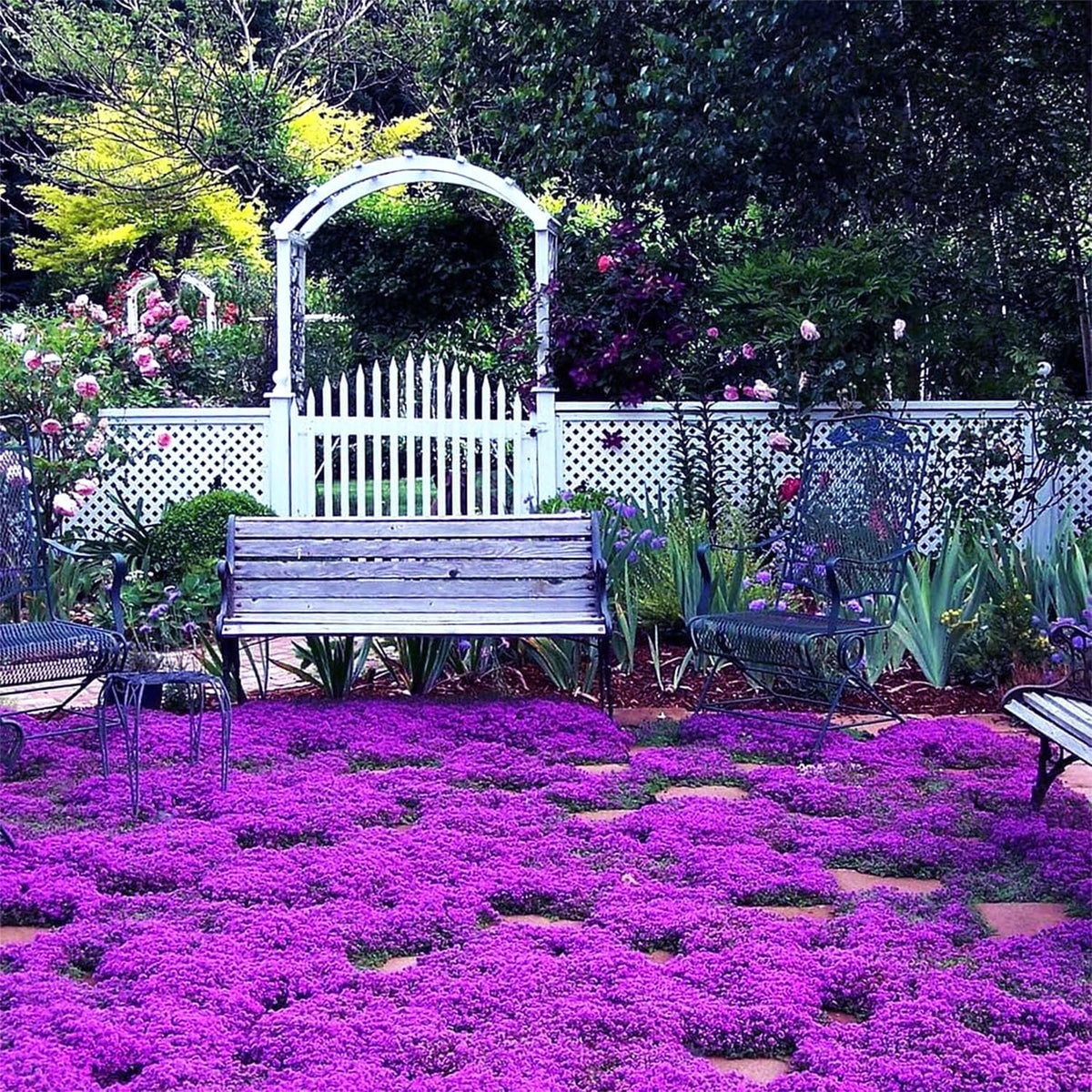 BuggyBeds 20,000 seeds arranged for easy planting in rock gardens and borders.