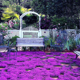 BuggyBeds 20,000 seeds arranged for easy planting in rock gardens and borders.