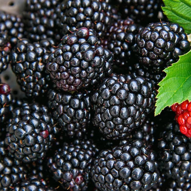 BuggyBeds 200+ blackberry seeds pack ready for planting in a home garden.