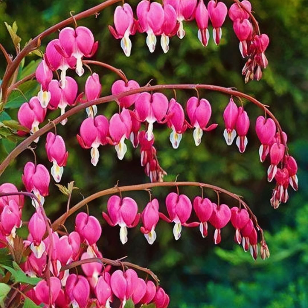 BuggyBeds arching stems with dangling heart flowers for borders