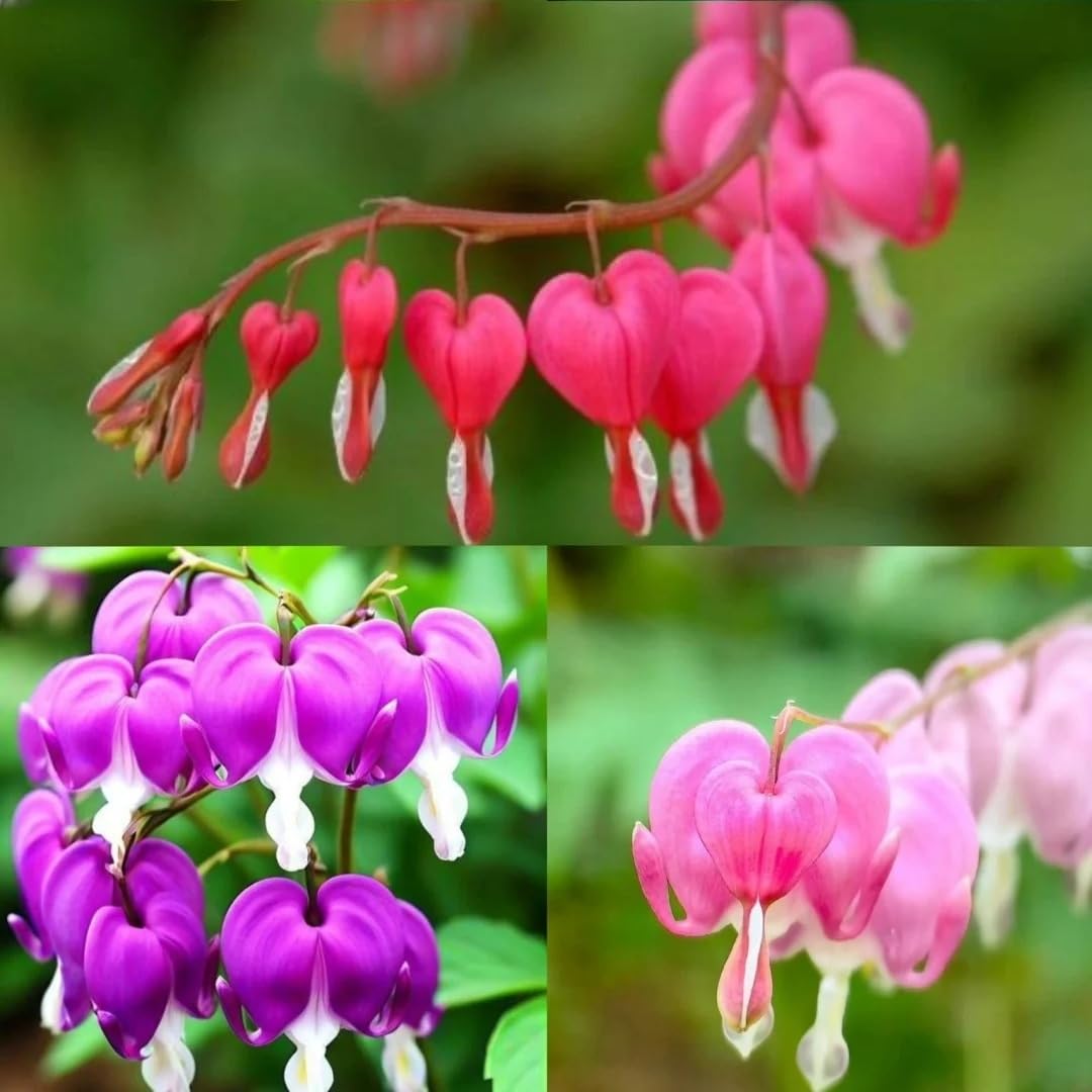 BuggyBeds bleeding heart seeds packet for easy shade garden planting