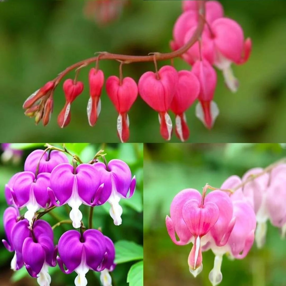 BuggyBeds bleeding heart seeds packet for easy shade garden planting