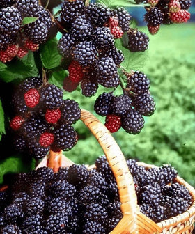 BuggyBeds blueberry seeds promote sturdy plants and abundant berries in sunny, well-drained beds.
