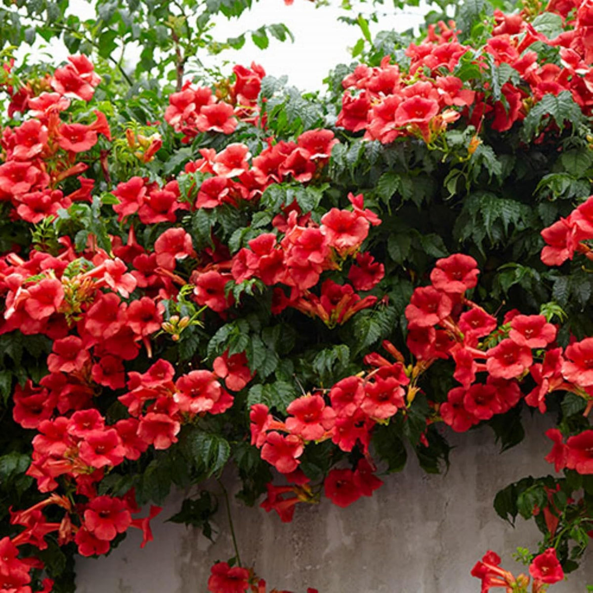 BuggyBeds bright orange-red blooms attract hummingbirds and butterflies in a vibrant display.