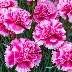 BuggyBeds carnation attracts hummingbirds, adding life to your garden.