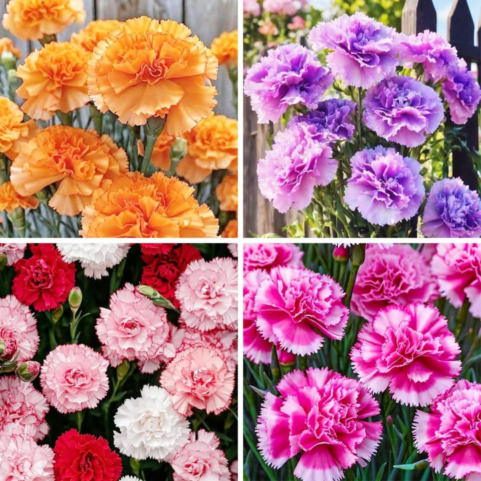 BuggyBeds carnation seeds 8-color mix for vibrant cut flowers.