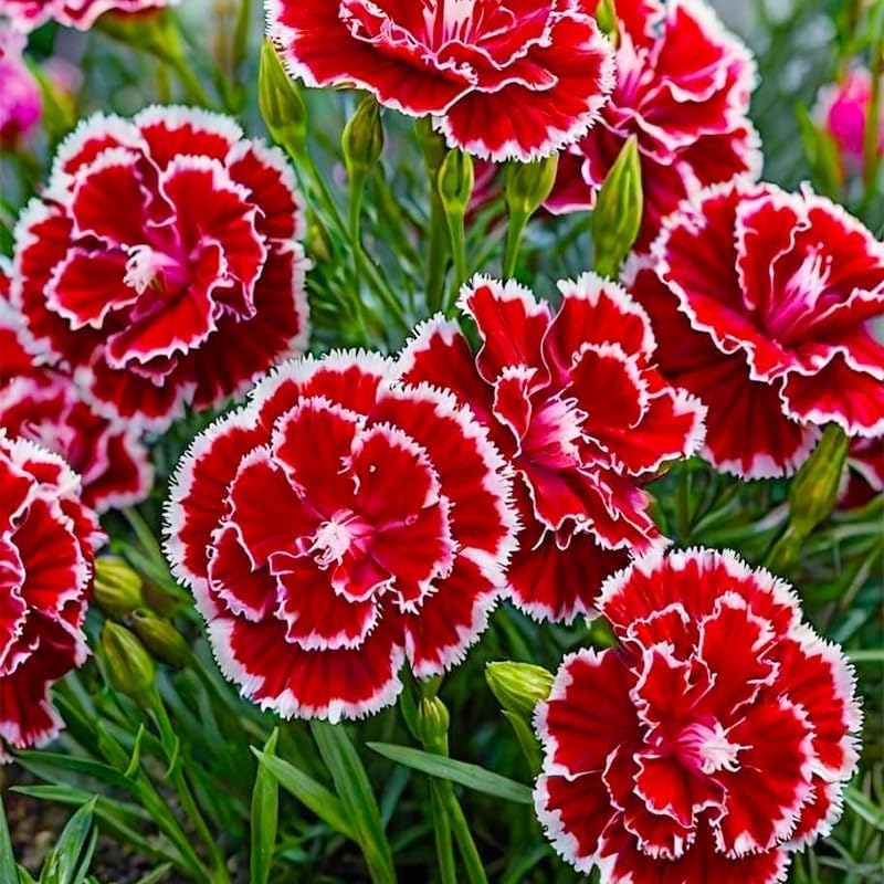 BuggyBeds carnations continuous-bloom variety enhances garden color.