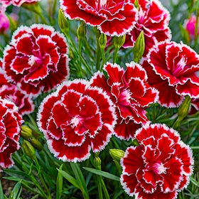 BuggyBeds carnations continuous-bloom variety enhances garden color.