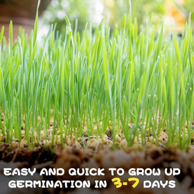 BuggyBeds gift-ready cat grass kit ideal for cat lovers