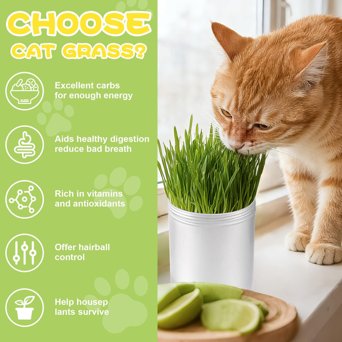 BuggyBeds growth-stage image shows cat grass reaching 4-6 inches