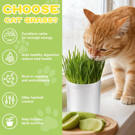 BuggyBeds growth-stage image shows cat grass reaching 4-6 inches
