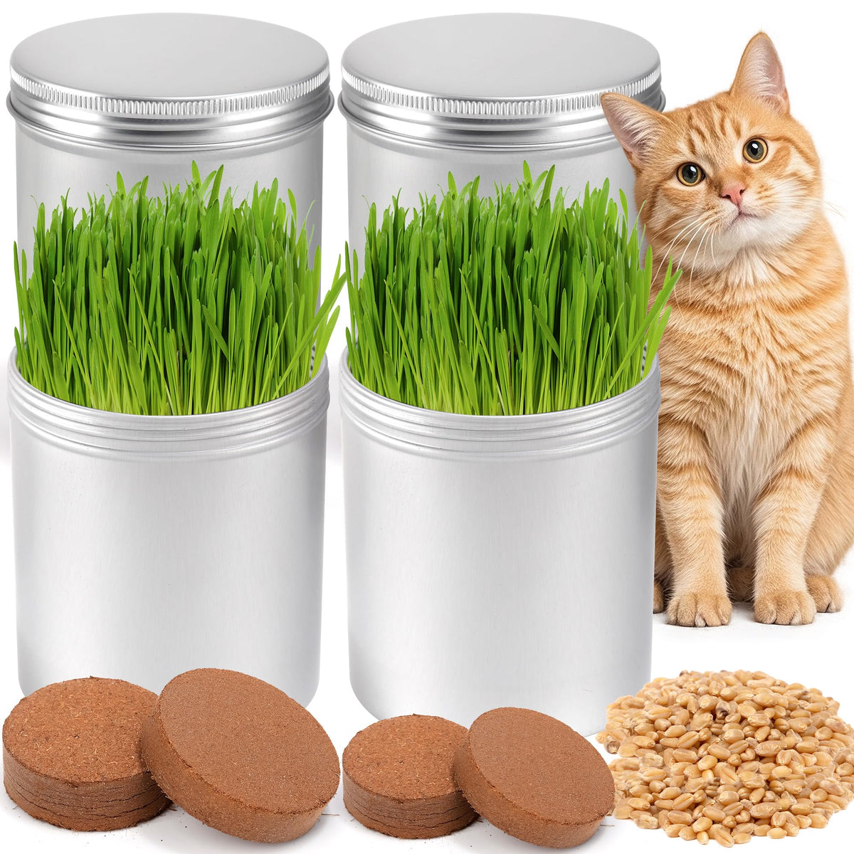 BuggyBeds cat grass kit packaging showing beginner-friendly setup