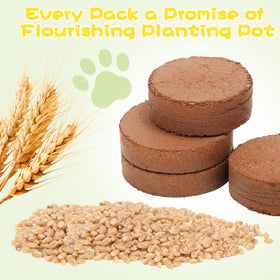 BuggyBeds soil discs support quick, even germination and healthy sprouts
