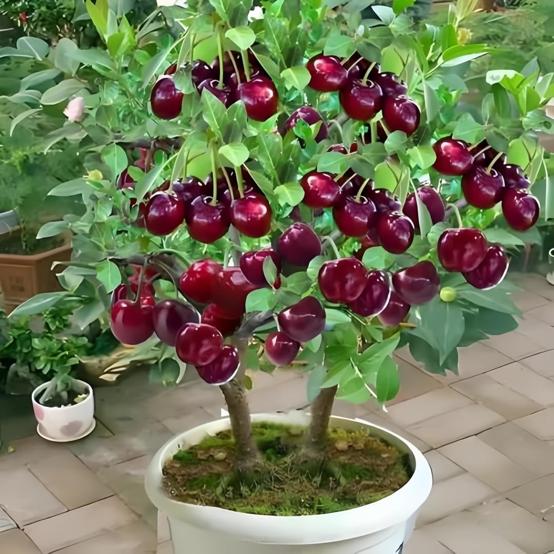 BuggyBeds cherry seeds add bright seasonal fruit and compact growth for small-space patios.