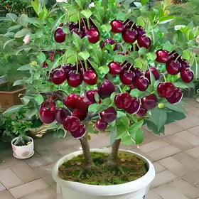 BuggyBeds cherry seeds add bright seasonal fruit and compact growth for small-space patios.