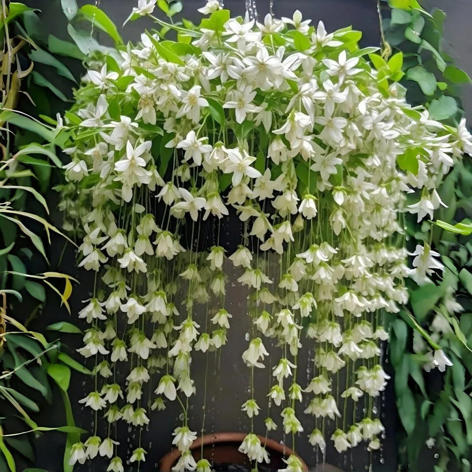 BuggyBeds climbing jasmine seeds 100-pack for lush fence screening