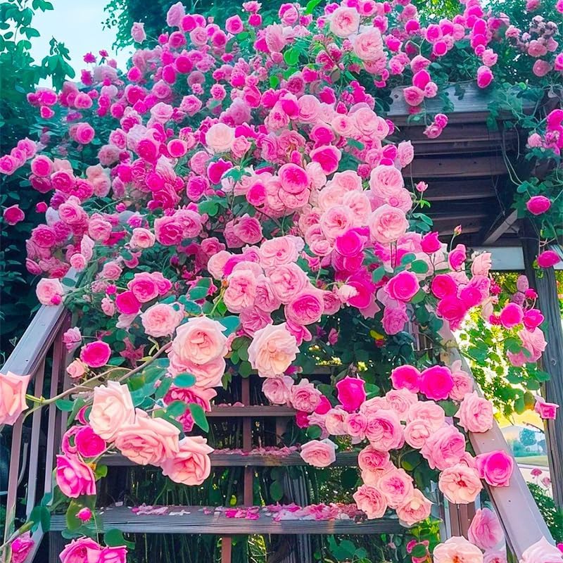 BuggyBeds climbing rose vine growing on a trellis arch in a garden.