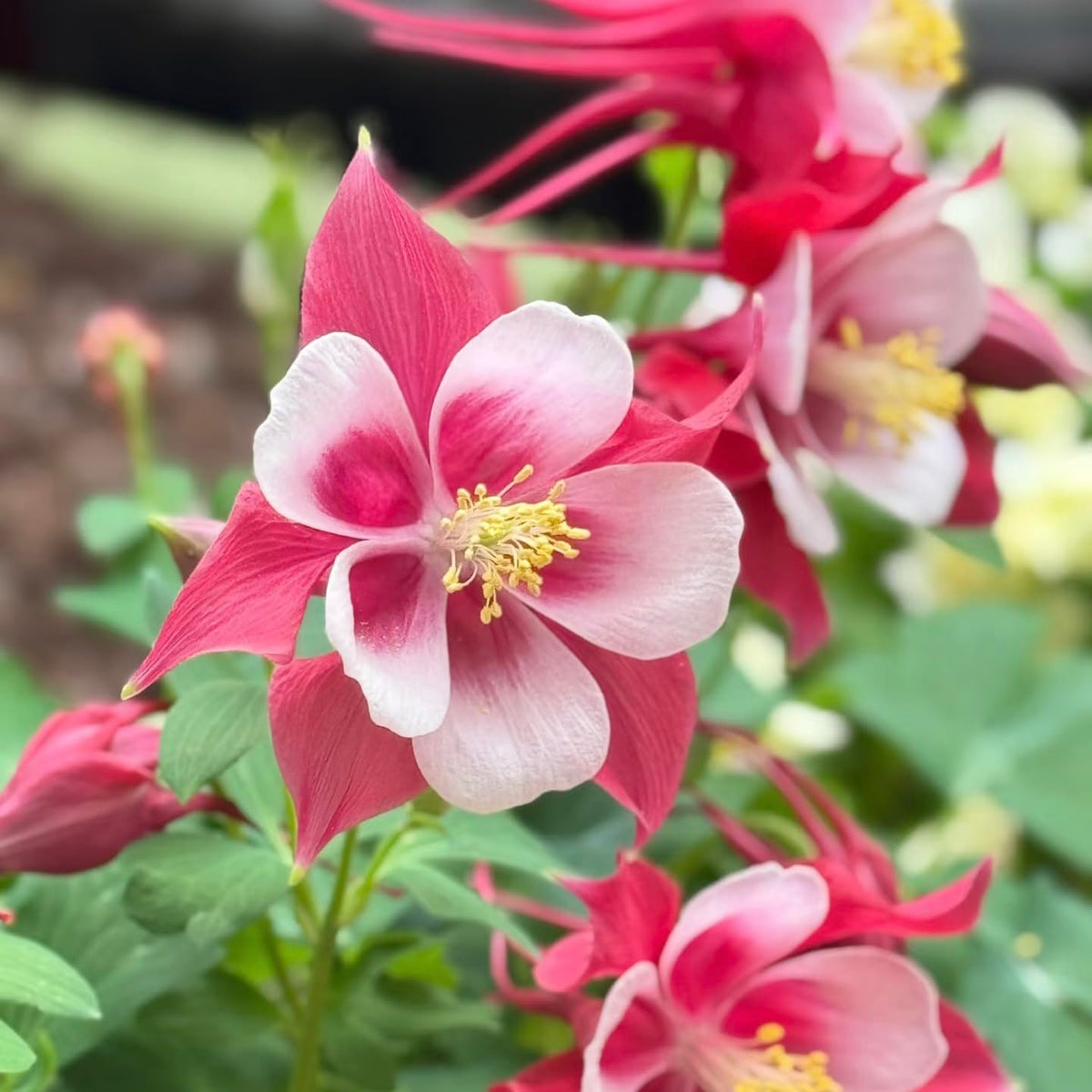 BuggyBeds columbine perennial returns year after year in cold climates.