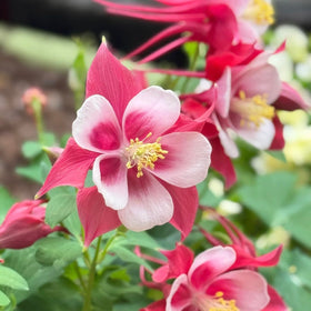 BuggyBeds columbine perennial returns year after year in cold climates.