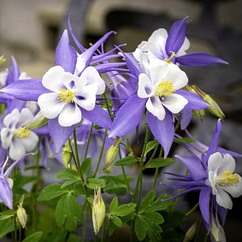 BuggyBeds columbine plants show shade tolerance for mixed borders.