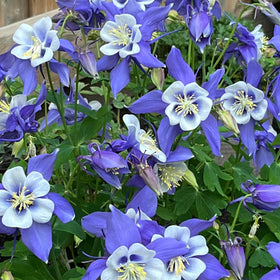 BuggyBeds columbine blooms attract hummingbirds and pollinators.