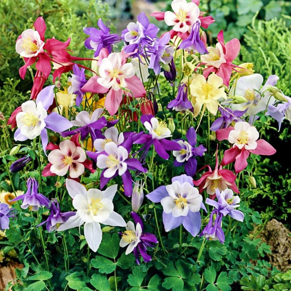 BuggyBeds columbine seeds 50plus-pack for woodland borders and container displays.