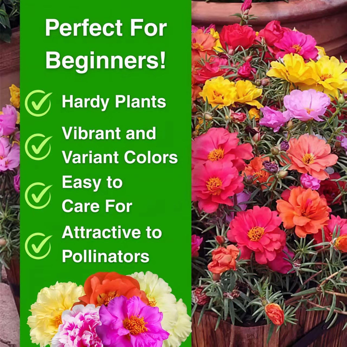 Container display with BuggyBeds Moss Rose for bright balcony setups.