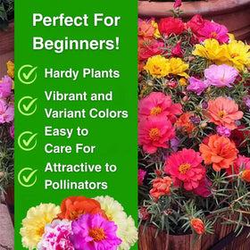 Container display with BuggyBeds Moss Rose for bright balcony setups.