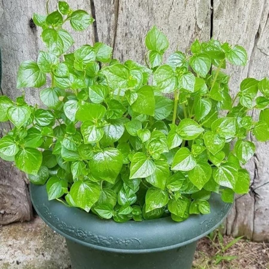 BuggyBeds crab claw seeds for indoor and outdoor herb gardens.